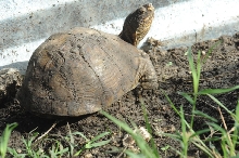 Box Turtles