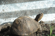 Box Turtles