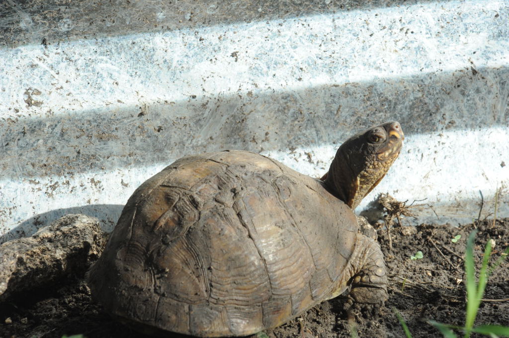 Box Turtles