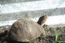 Box Turtles
