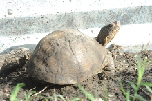 Box Turtles