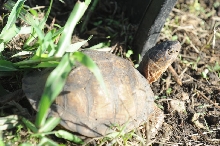 Box Turtles