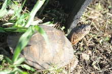 Box Turtles