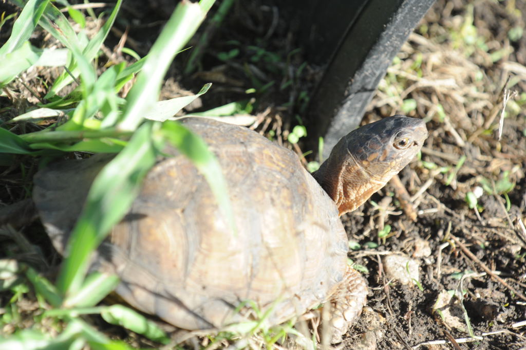 Box Turtles