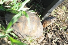 Box Turtles