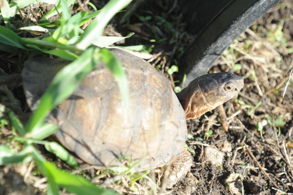 Box Turtles