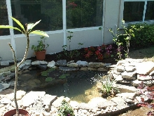 Pond and Water Garden Photos