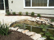 Pond and Water Garden Photos