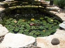 Pond and Water Garden Photos