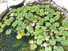 Pond and Water Garden Photos