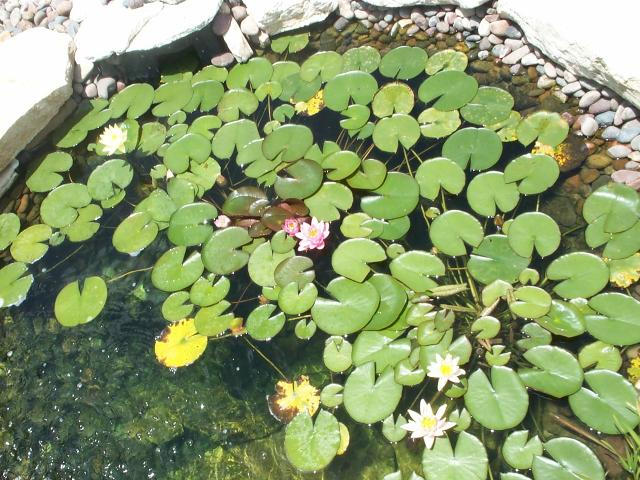 Pond and Water Garden Photos