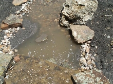 Pond and Water Garden Photos