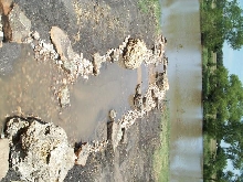 Pond and Water Garden Photos