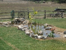 Pond and Water Garden Photos