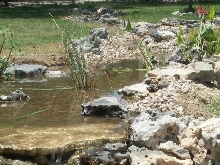 Pond and Water Garden Photos