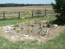 Pond and Water Garden Photos