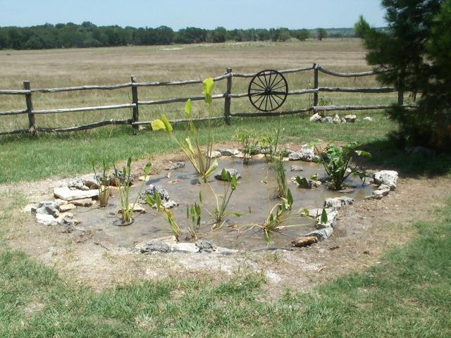 Pond and Water Garden Photos
