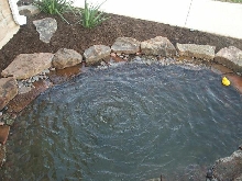 Pond and Water Garden Photos