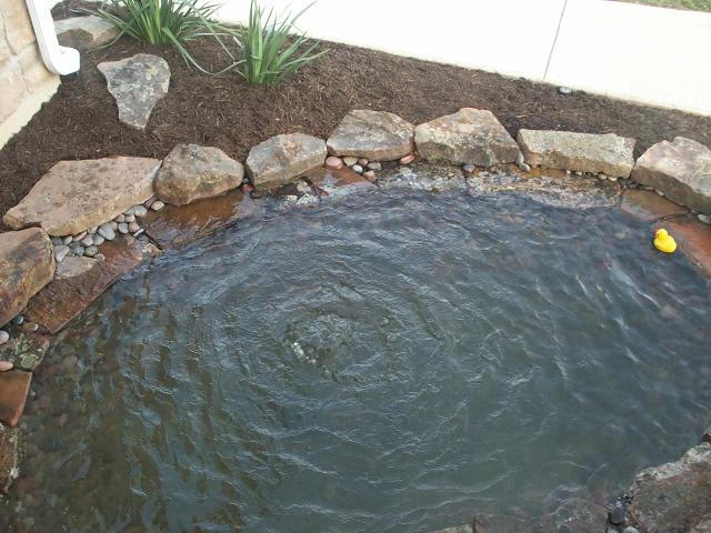 Pond and Water Garden Photos