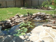 Pond and Water Garden Photos
