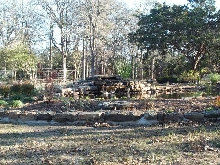 Pond and Water Garden Photos