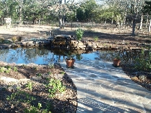 Pond and Water Garden Photos