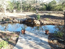 Pond and Water Garden Photos