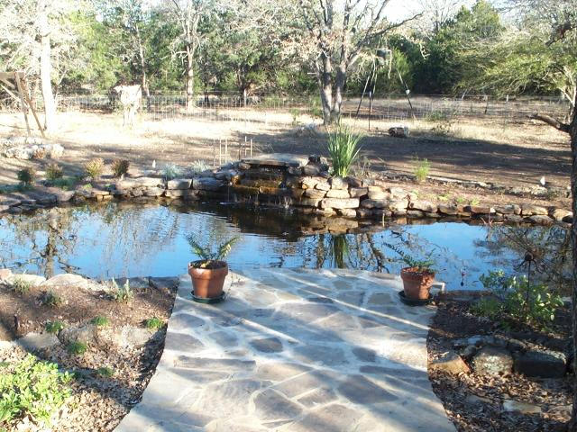 Pond and Water Garden Photos