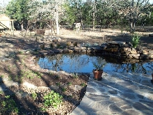 Pond and Water Garden Photos