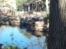Pond and Water Garden Photos