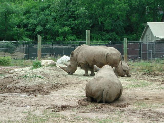 Waco Zoo 2001