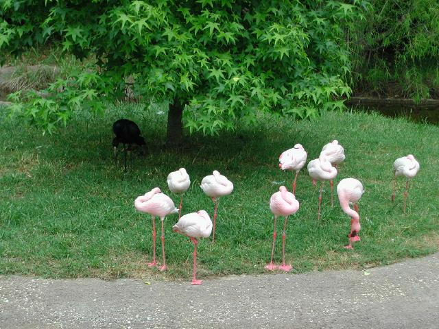 Waco Zoo 2001