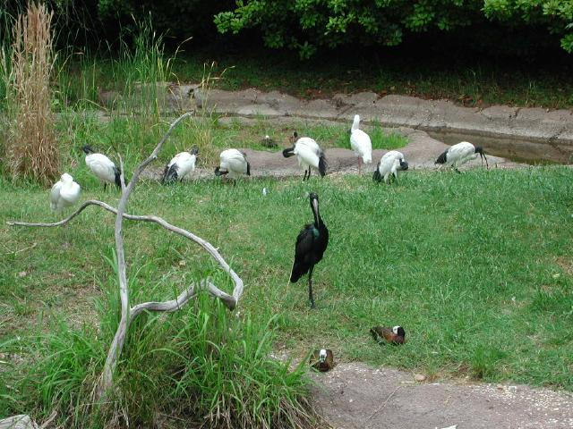 Waco Zoo 2001
