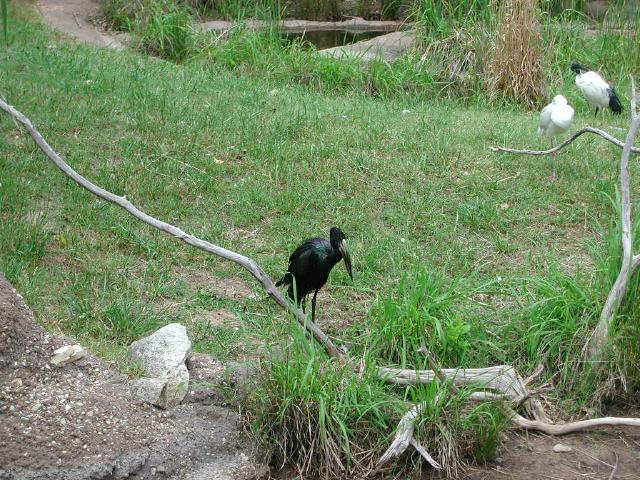 Waco Zoo 2001