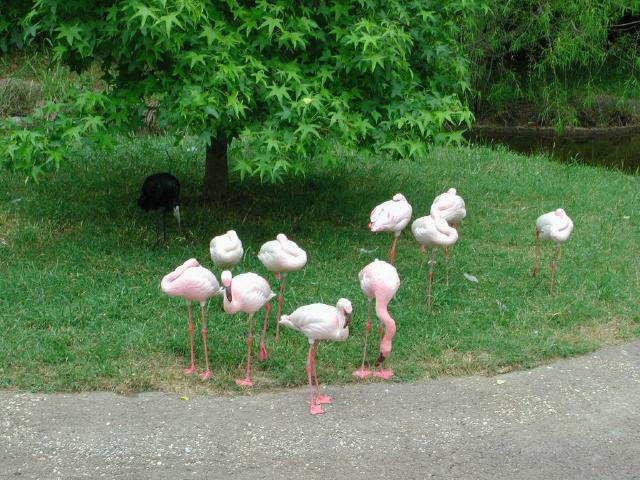 Waco Zoo 2001