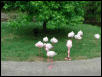 Waco Zoo 2001