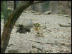 Waco Zoo 2001