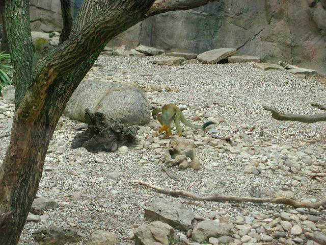 Waco Zoo 2001