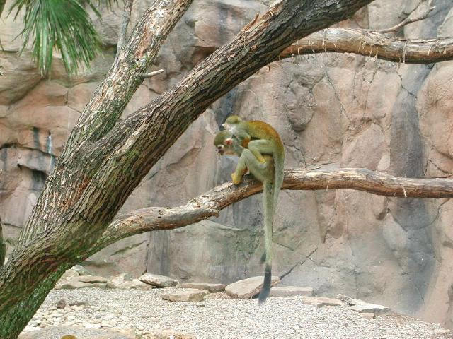 Waco Zoo 2001