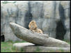 Waco Zoo 2001