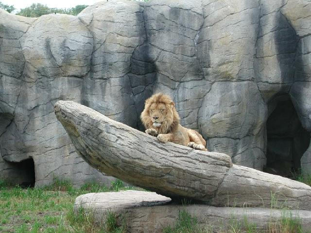 Lion