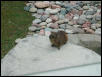 Waco Zoo 2001