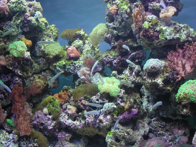 Moody Gardens 2001