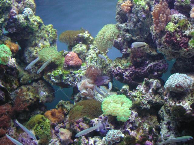 Moody Gardens 2001