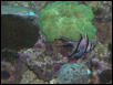 Moody Gardens 2001