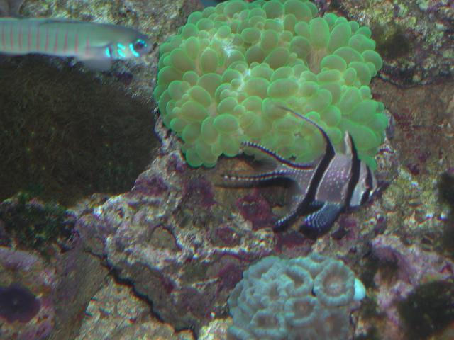 Moody Gardens 2001