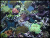 Moody Gardens 2001