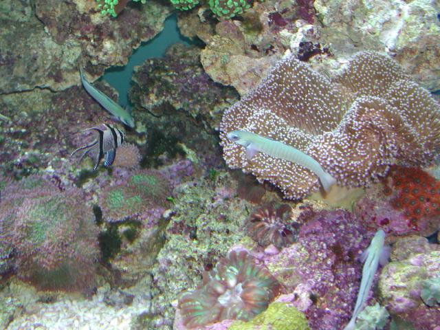 Moody Gardens 2001