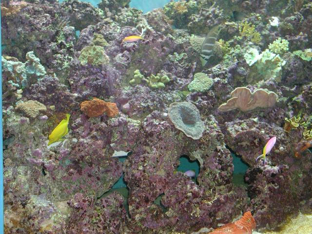 Moody Gardens 2001