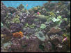 Moody Gardens 2001